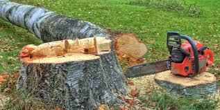 Best Stump Grinding and Removal  in Oakhurst, NJ