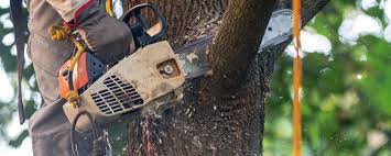 Best Tree Disease Treatment  in Oakhurst, NJ
