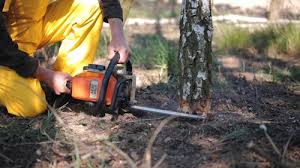 Best Tree Maintenance Programs  in Oakhurst, NJ