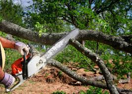 How Our Tree Care Process Works  in  Oakhurst, NJ