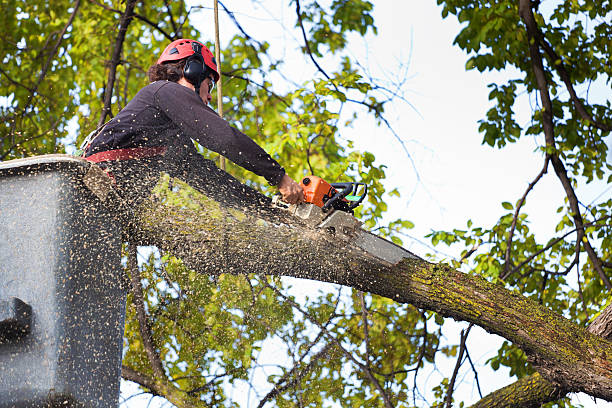 Best Tree Removal  in Oakhurst, NJ